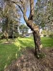 Dandos Lane, Wedmore