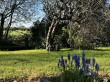 The Causeway, Mark, Highbridge