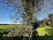 The Causeway, Mark, Highbridge