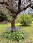 Hill Lea Gardens, Cheddar