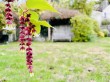 Glanville Road, Wedmore